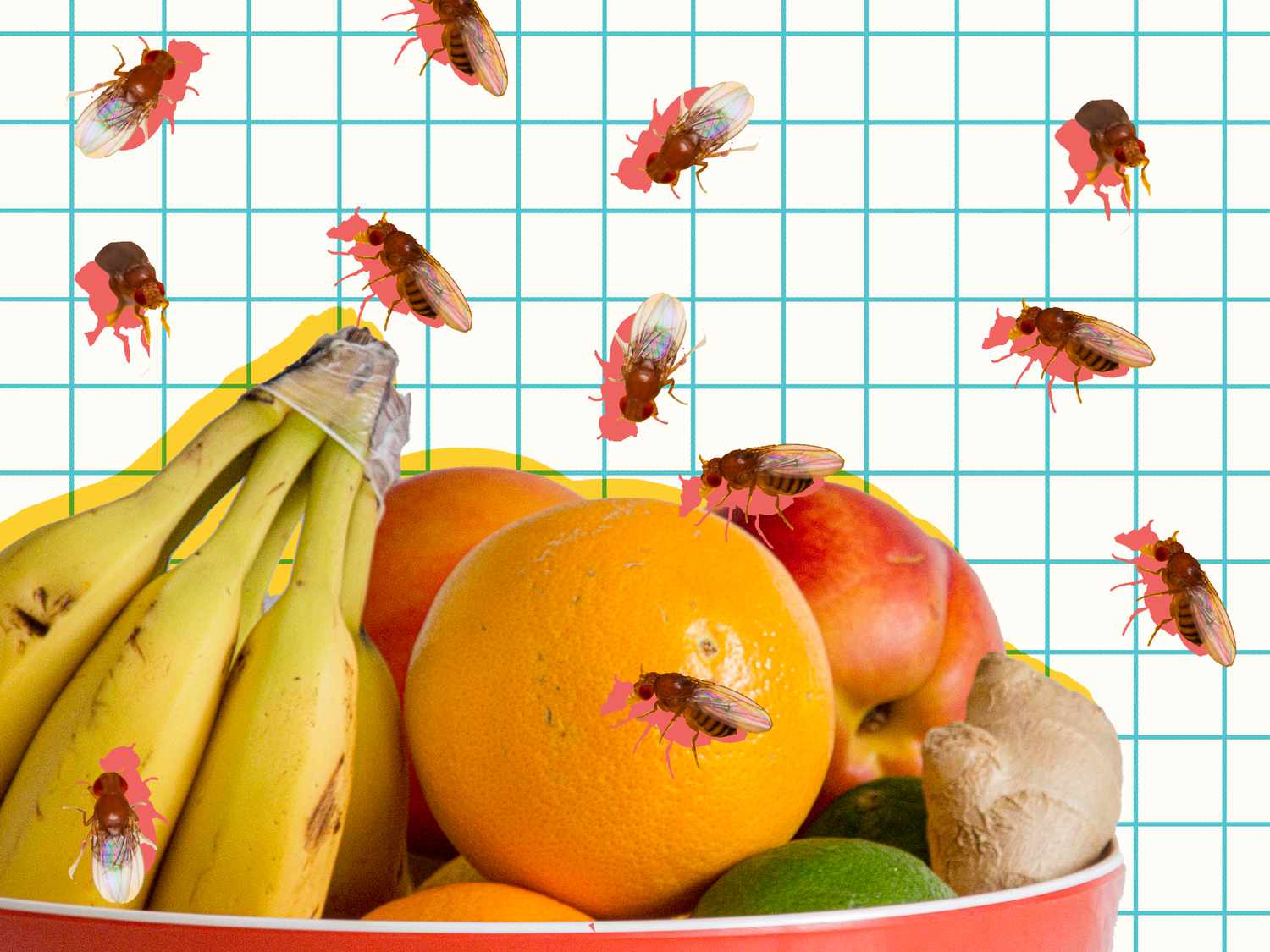 Learn how to Forestall and Get Rid of Fruit Flies