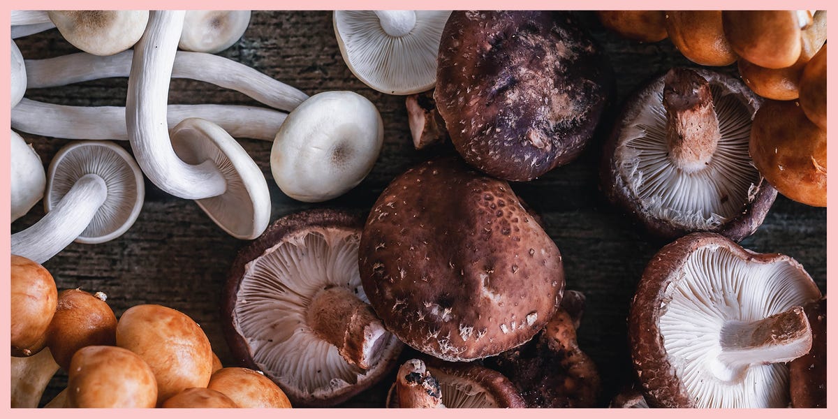 Sorts Of Mushrooms – Widespread Mushroom Varieties And How To Cook dinner Them